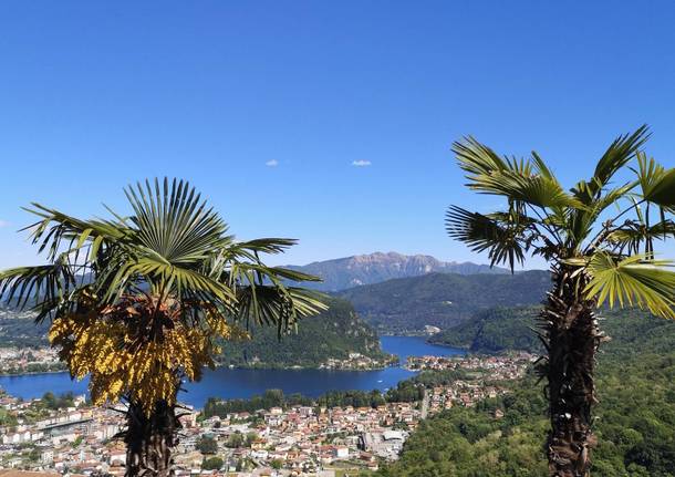 Il lago Ceresio tra le palme