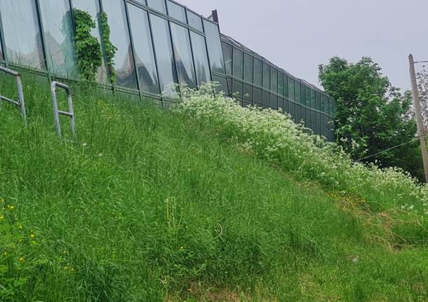 La scarpata dell'autostrada a Vergiate