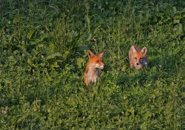 La stagione dei cuccioli