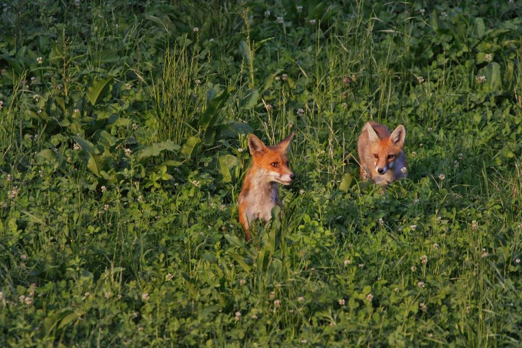 La stagione dei cuccioli