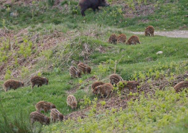 La stagione dei cuccioli