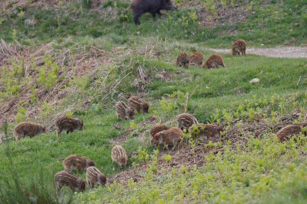 La stagione dei cuccioli