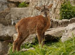 La stagione dei cuccioli