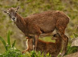 La stagione dei cuccioli