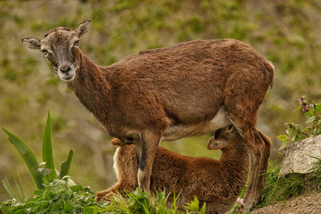 La stagione dei cuccioli