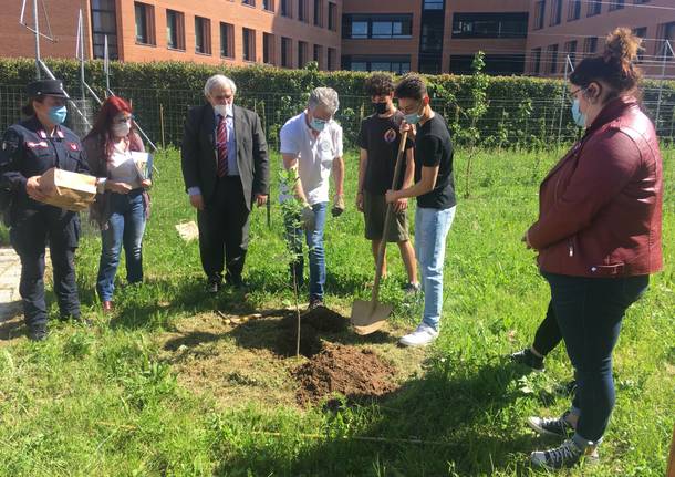 piantumazione nespolo scuola Falcone Gallarate maggio 2021