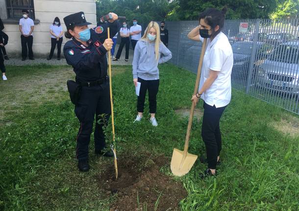 piantumazione nespolo scuola Falcone Gallarate maggio 2021