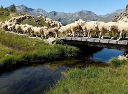 Remench - la transumanza in Lombardia foto di Carlo Meazza