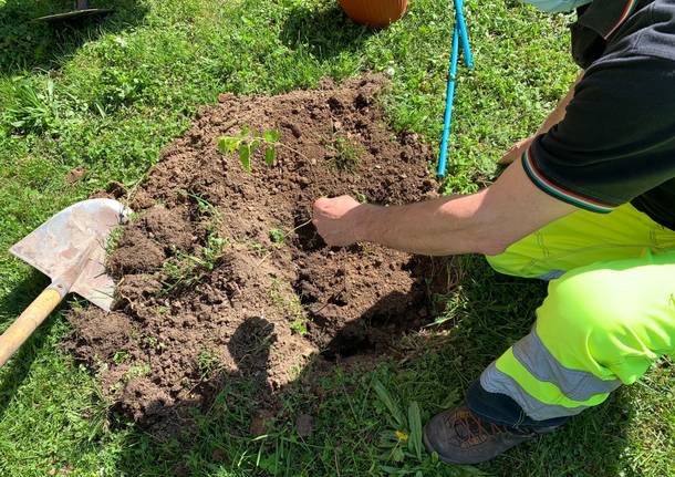 Scuola elementare Gemonio green school nuovi alberi