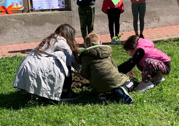 Scuola elementare Gemonio green school nuovi alberi