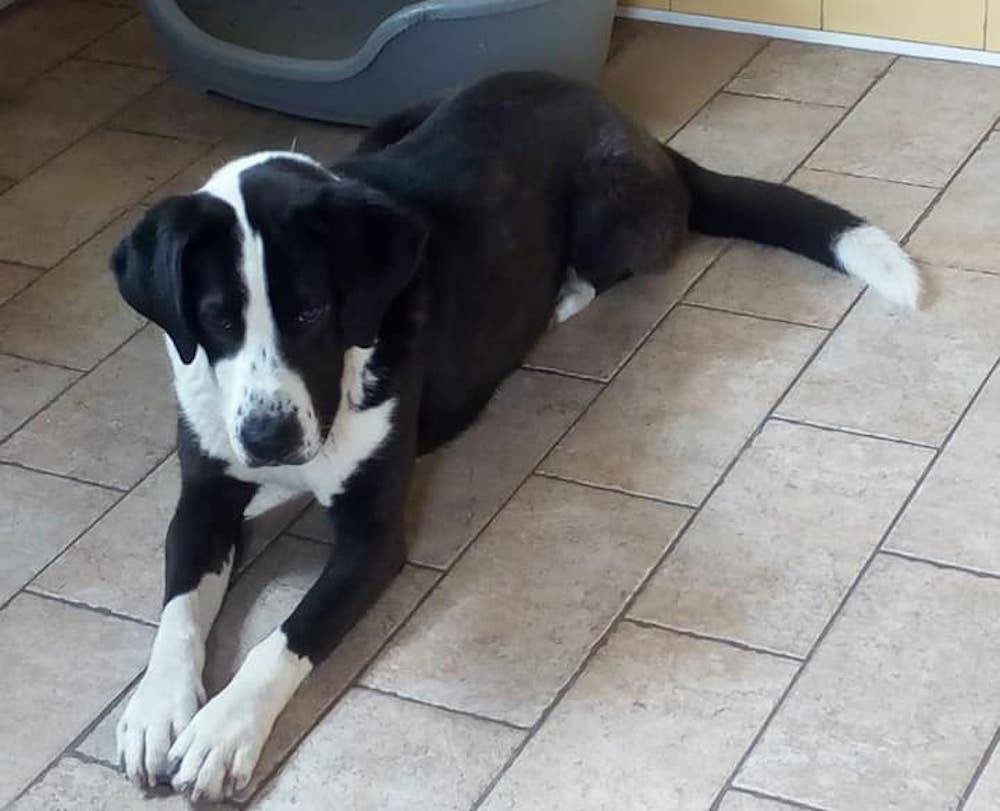 stella