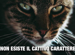 nirual