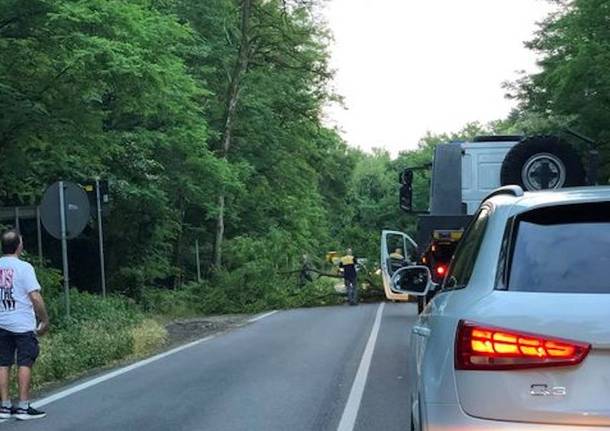 Albero caduto a Somma Lombardo