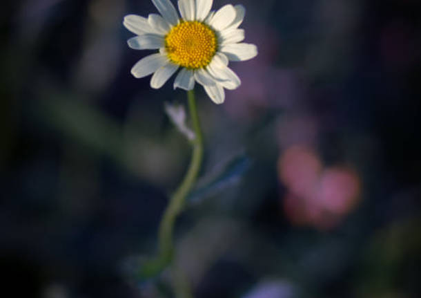 Api e fiori a Taino