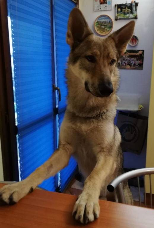 cane lupo cecoslovacco 