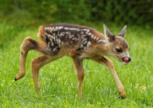 Capriolo (foto Riccardo Lattuada da Oggi nel Varesotto)