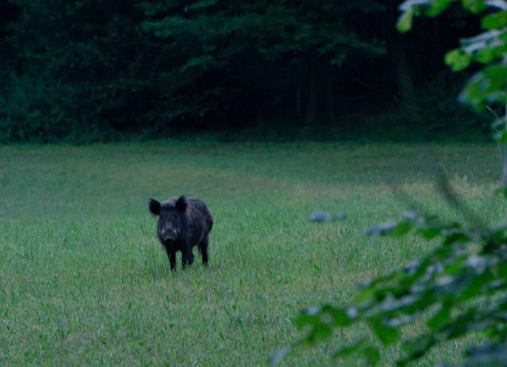 Cinghiale