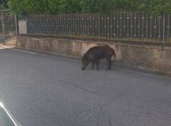 cinghiale sesto calende