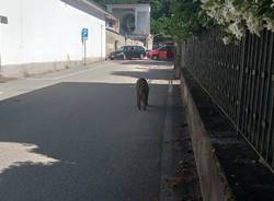 cinghiale sesto calende