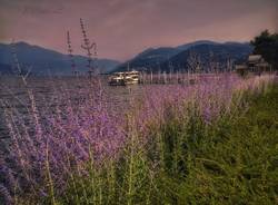 Colori d'estate a Luino - ph. Delia Ilona Ciocoiu