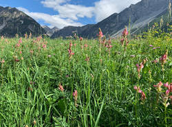 fiori di montagna