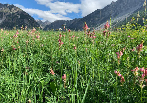 fiori di montagna