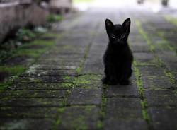 gatto