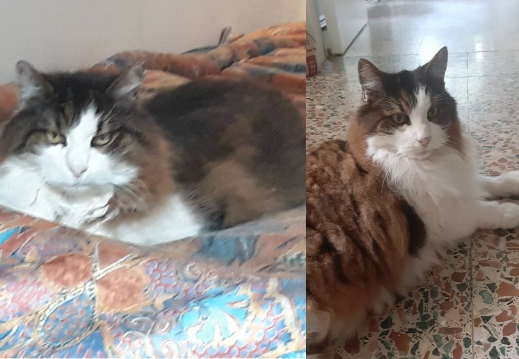 Gatto scomparso a Legnano