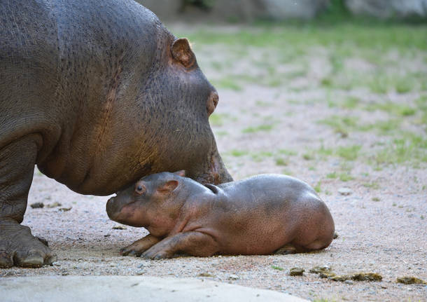 Il piccolo ippopotamo del parco delle Cornelie