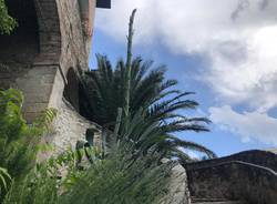 L'agave di Santa Caterina del Sasso è fiorito 