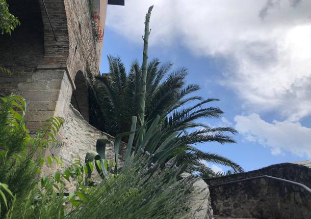 L'agave di Santa Caterina del Sasso è fiorito 