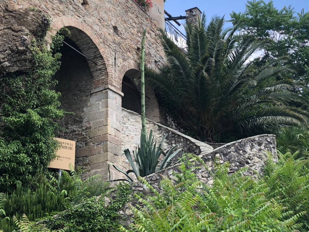 L'agave di Santa Caterina del Sasso è fiorito 