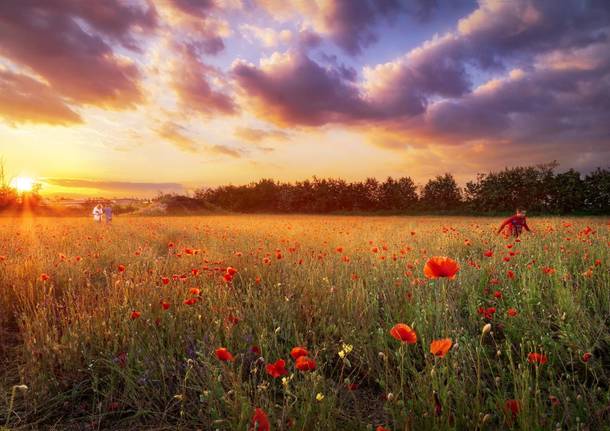 Magia d'inizio estate al campo dei papaveri di Magnago