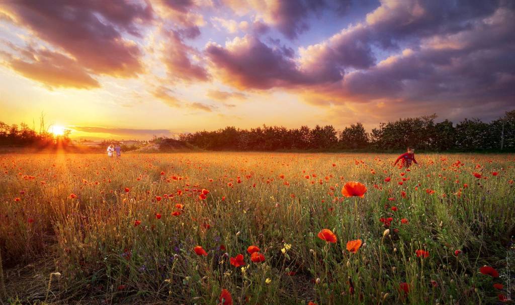 Magia d'inizio estate al campo dei papaveri di Magnago