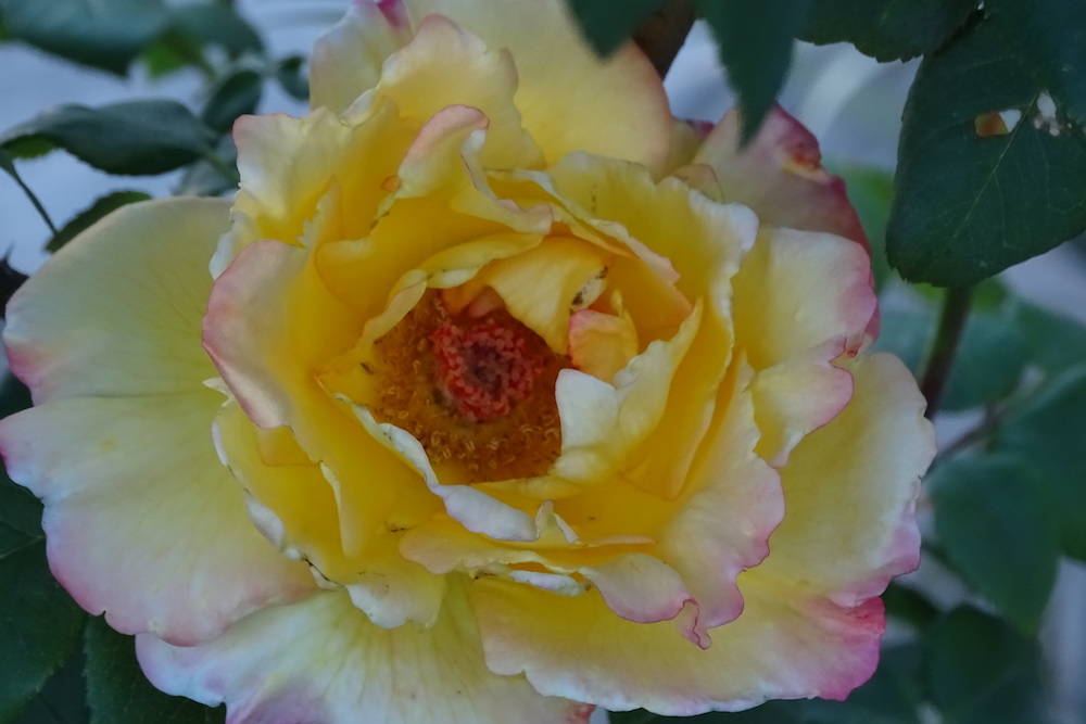 Rose