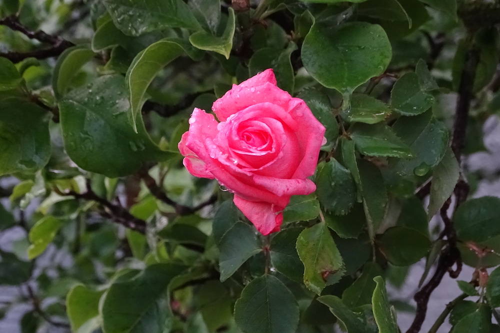 Rose
