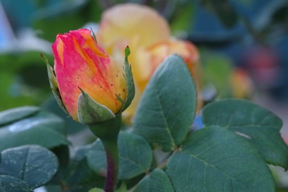 Rose