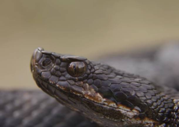 serpenti e uomini della valgrande - marco tessaro