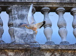 Un nido di gheppio sul tetto di Villa Castelbarco a Casciago
