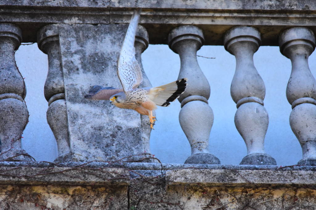 Un nido di gheppio sul tetto di Villa Castelbarco a Casciago