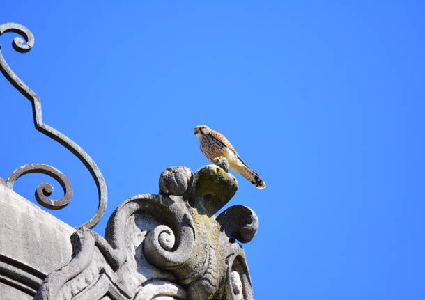 Un nido di gheppio sul tetto di Villa Castelbarco a Casciago