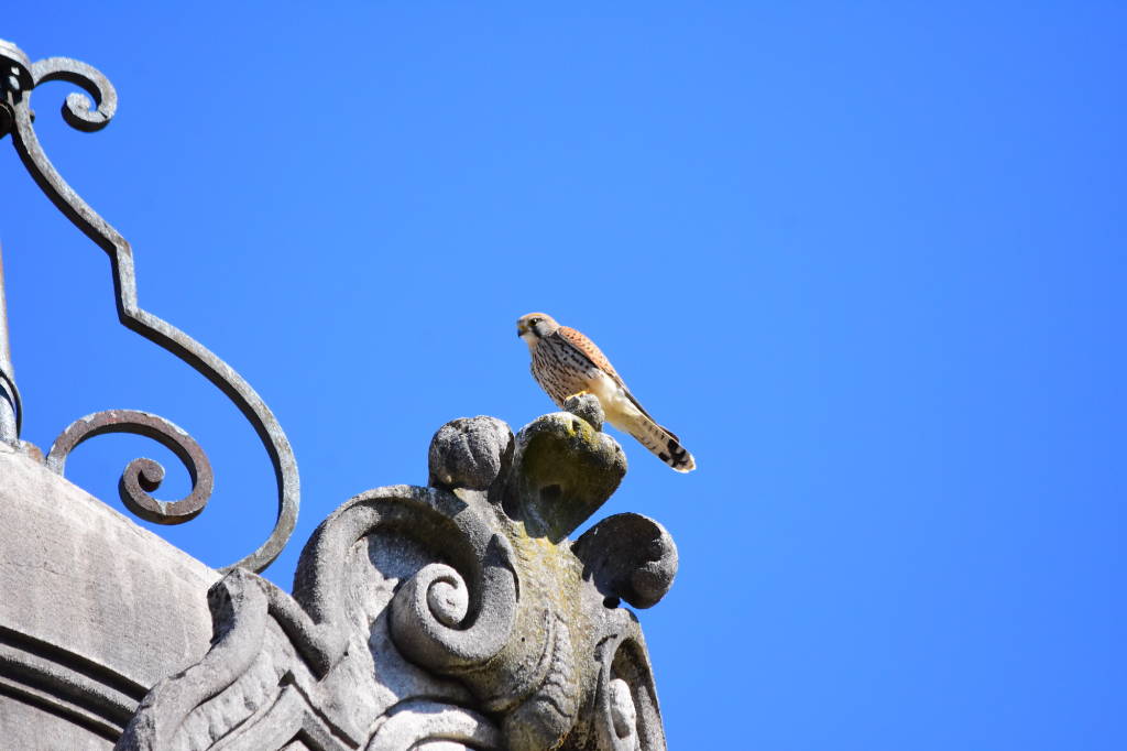 Un nido di gheppio sul tetto di Villa Castelbarco a Casciago