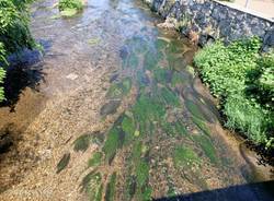 alghe nell'Olona Legnano