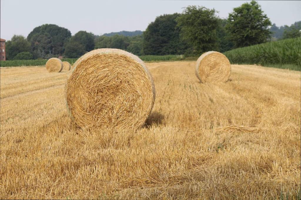 Cairate, estate nei campi - foto di Augusta Sartori