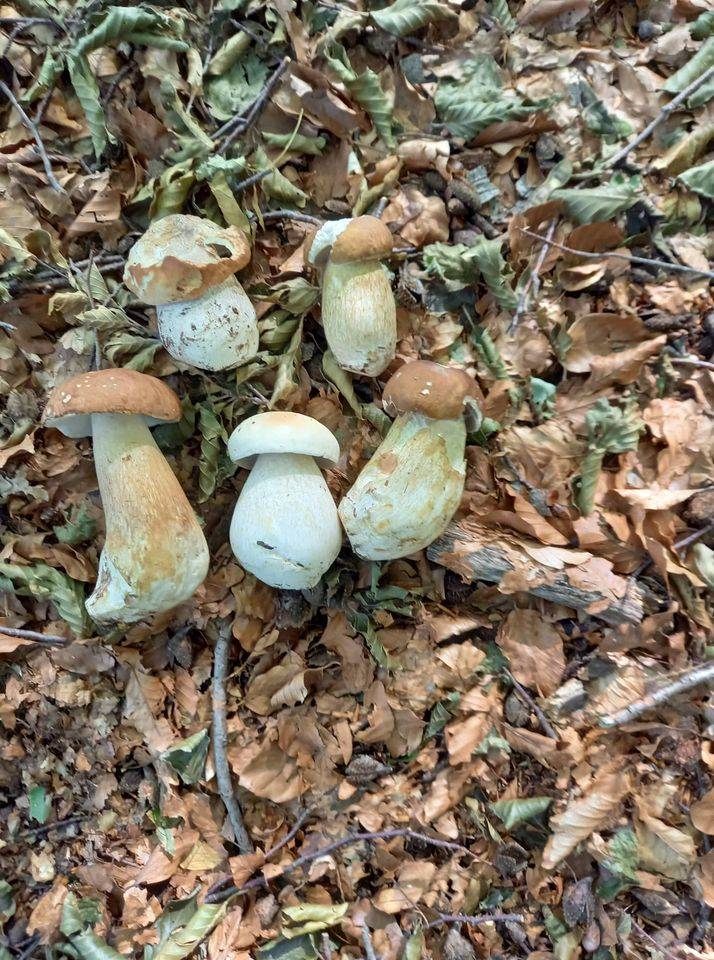 La stagione dei funghi ha inizio
