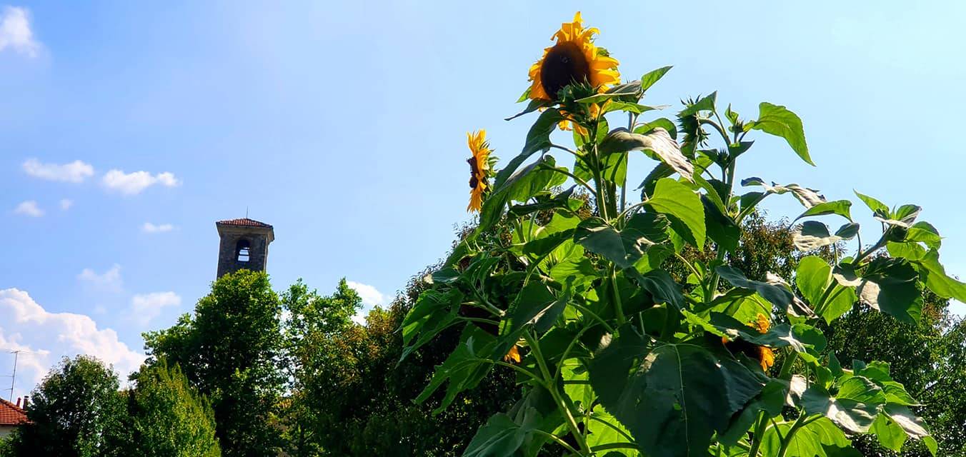 I girasoli di Sant\'Eusebio di Casciago