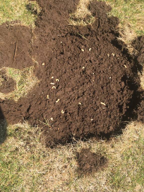 I danni della Popillia japonica sul campo del Tre Valli