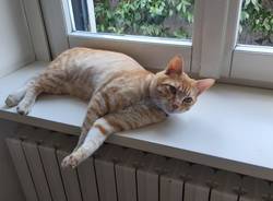 Smarrito gatto rosso a Fagnano Olona