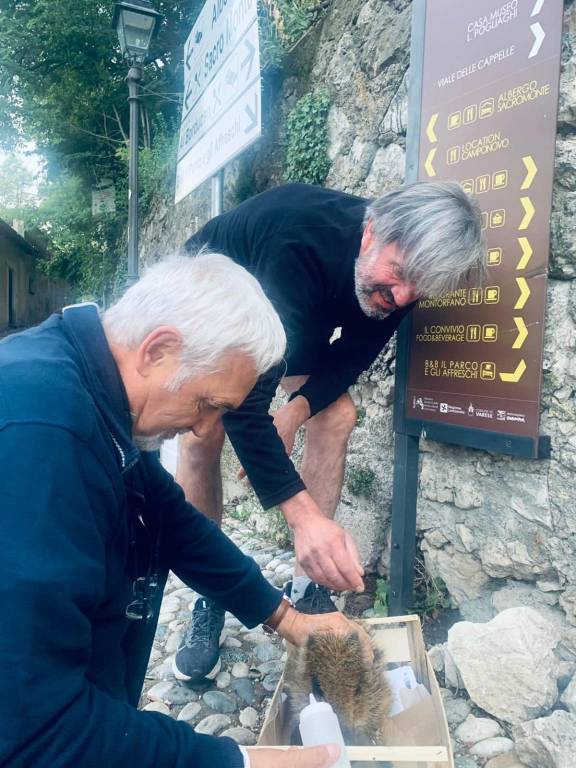 Cinghialino salvato al Campo dei Fiori