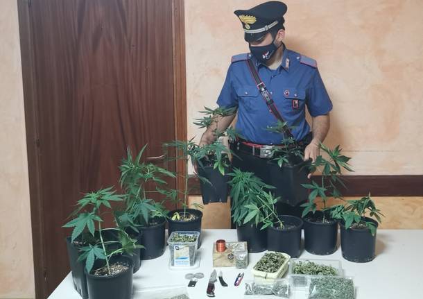 Coltivazione in casa di marjuana, denunciati due luinesi